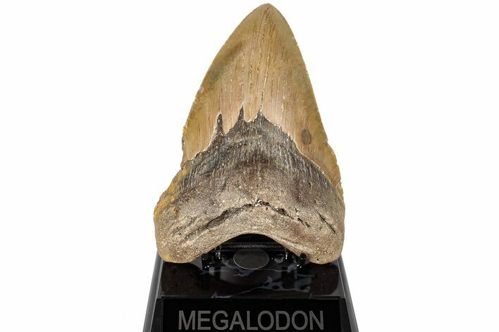 5.71" Fossil Megalodon Tooth - North Carolina